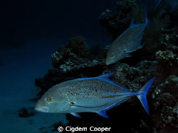 Bluefin trevally by Cigdem Cooper 